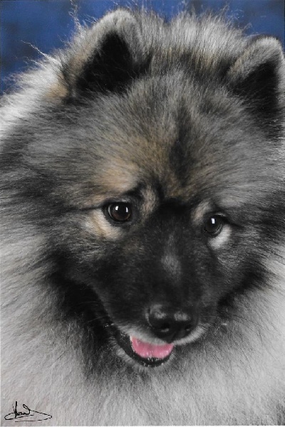 CH. Lucky vom zarenhof - Classe Ouverte - 1er Exc. / C.A.C.S. / C.A.C.I.B .