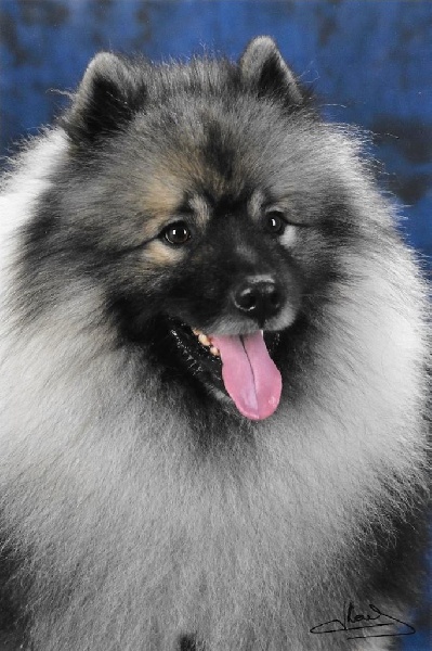 CH. Lucky vom zarenhof - Classe Ouverte : 1er Ecx . - CAC - CACIB - M.S.O - B.O.B.