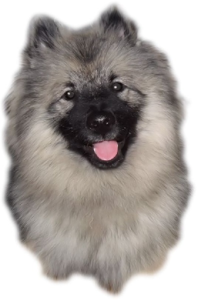 CH. Lucky vom zarenhof - Classe Intermédiaire : 2ème Exc . Res de VDH - Res CAC