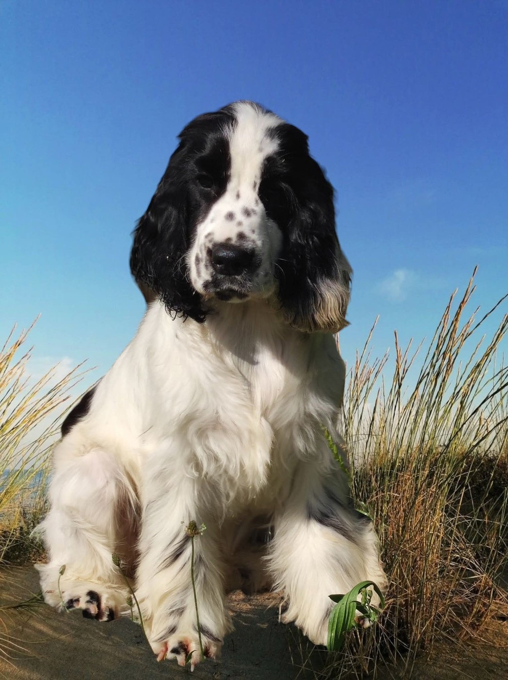 Addict to You of Shaggy Love