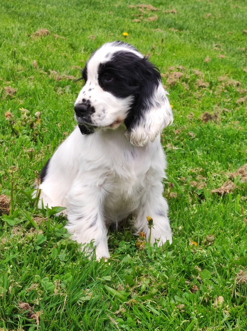 Addict to You of Shaggy Love