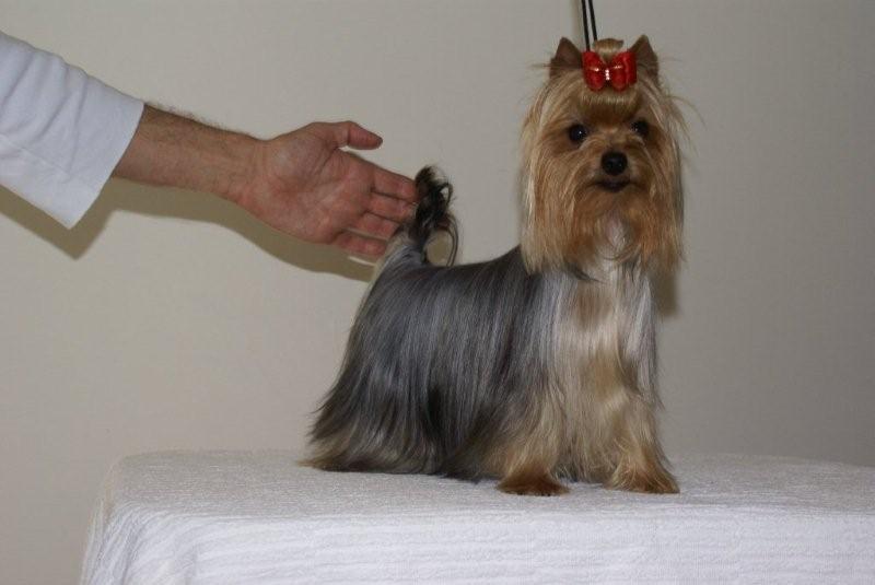 Publication : of Shaggy Love Auteur : Vacher Virginie