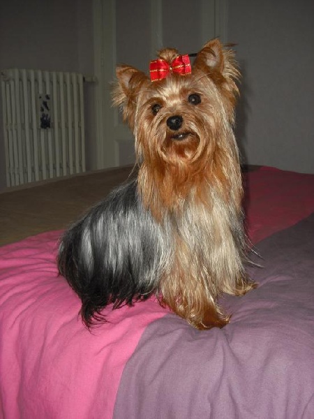 Publication : of Shaggy Love Auteur : Vacher Virginie