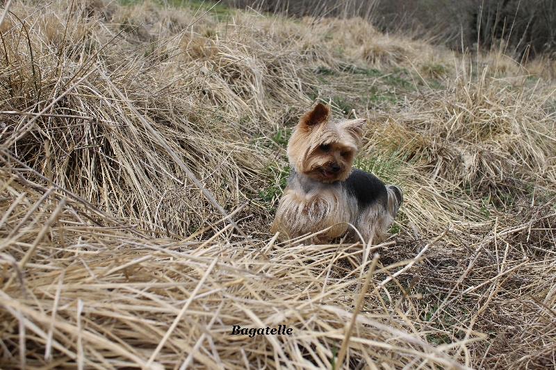 Publication : of Shaggy Love Auteur : Vacher Virginie