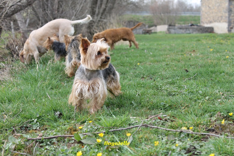 Publication : of Shaggy Love Auteur : Vacher Virginie