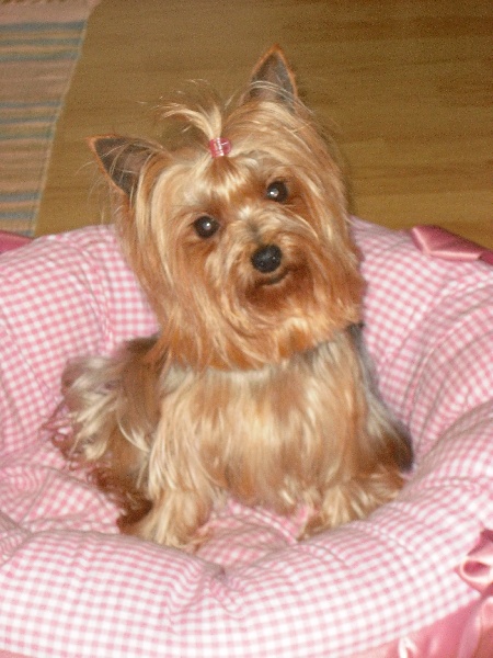 Publication : of Shaggy Love Auteur : Vacher Virginie