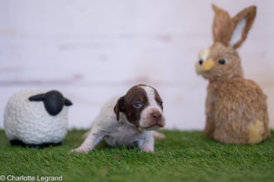 Les chiots de Braque français, type Pyrenees (petite taille)