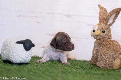Les chiots de Braque français, type Pyrenees (petite taille)