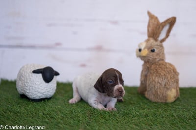 Les chiots de Braque français, type Pyrenees (petite taille)