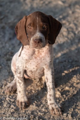 Les chiots de Braque français, type Pyrenees (petite taille)
