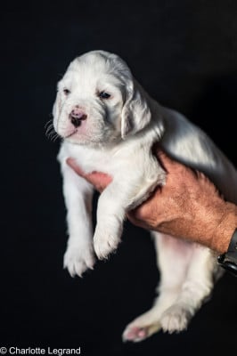 Les chiots de Setter Anglais