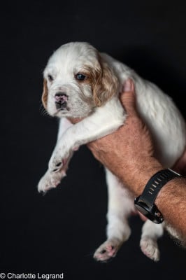 Les chiots de Setter Anglais