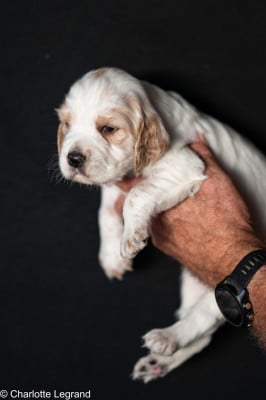 Les chiots de Setter Anglais