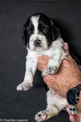 Les chiots de Setter Anglais