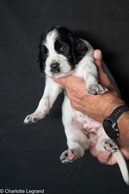 Les chiots de Setter Anglais