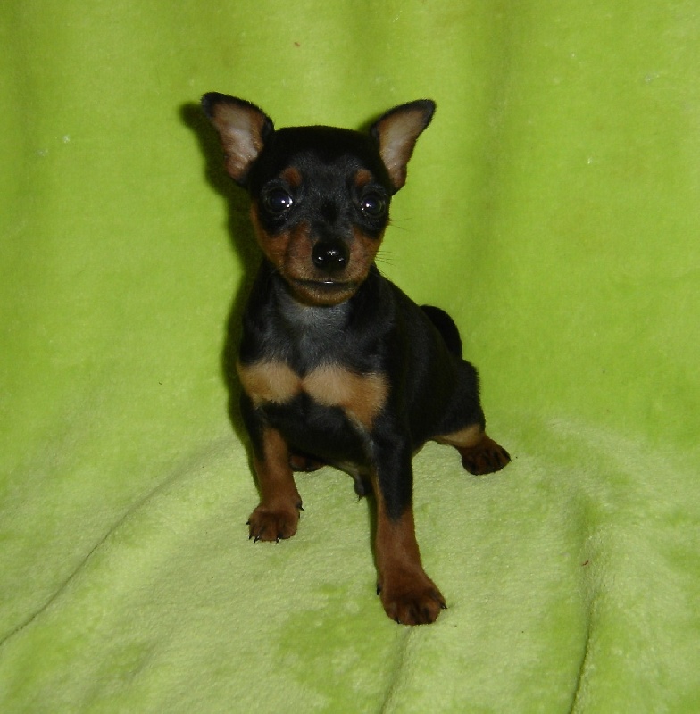 Pinscher Nain à Vendre Le Bon Coin