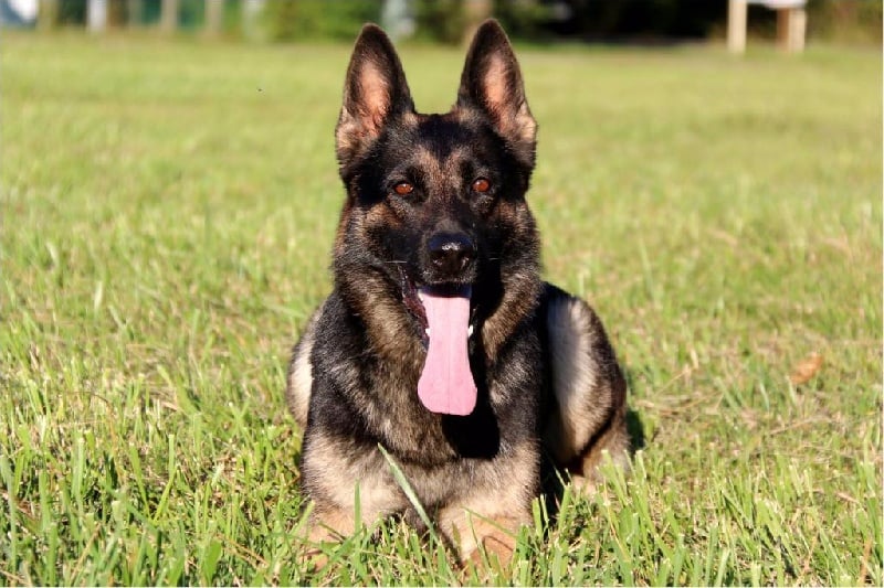 Publication : de la Coquellerie Auteur : GRIMA Marjorie