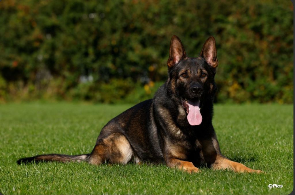 Publication : D'Herrera Del Alcantara