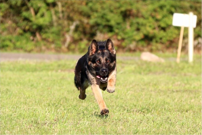 Publication : de la Coquellerie Auteur : GRIMA Marjorie