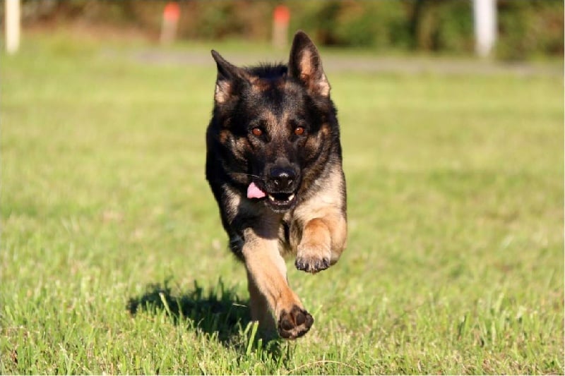 Publication : de la Coquellerie Auteur : GRIMA Marjorie