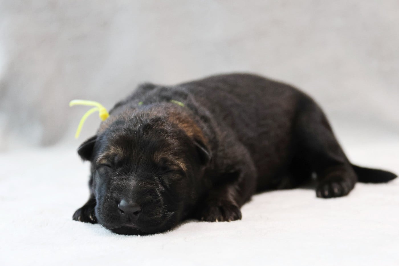 Collier Jaune - Berger Allemand