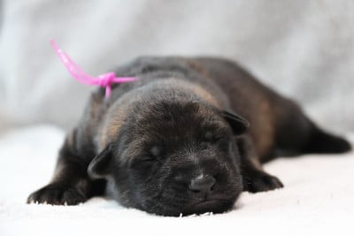 Collier Violet - Berger Allemand