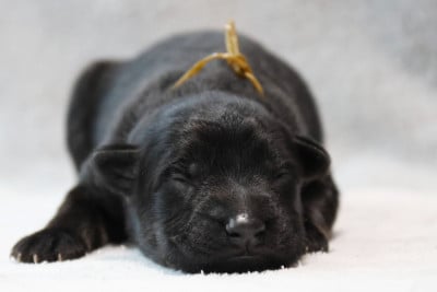 Collier Marron - Berger Allemand