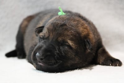 Collier Vert Clair - Berger Allemand