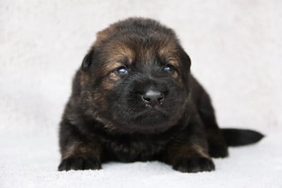 Les chiots de Berger Allemand