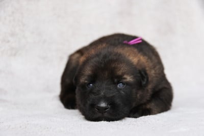 Les chiots de Berger Allemand