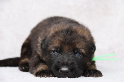 Les chiots de Berger Allemand