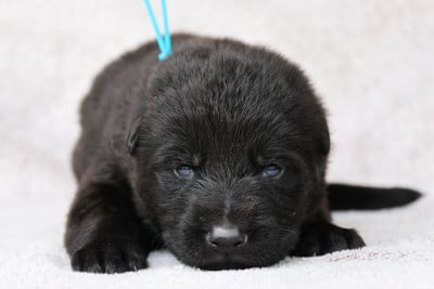 Les chiots de Berger Allemand