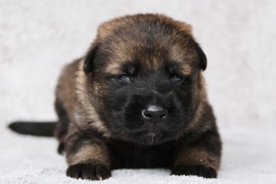 Les chiots de Berger Allemand