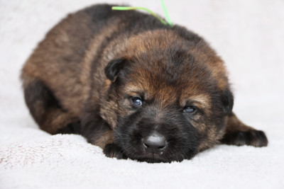 Les chiots de Berger Allemand