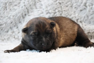 Les chiots de Berger Allemand