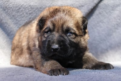 Les chiots de Berger Allemand