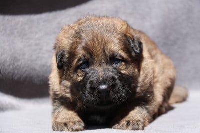 Les chiots de Berger Allemand