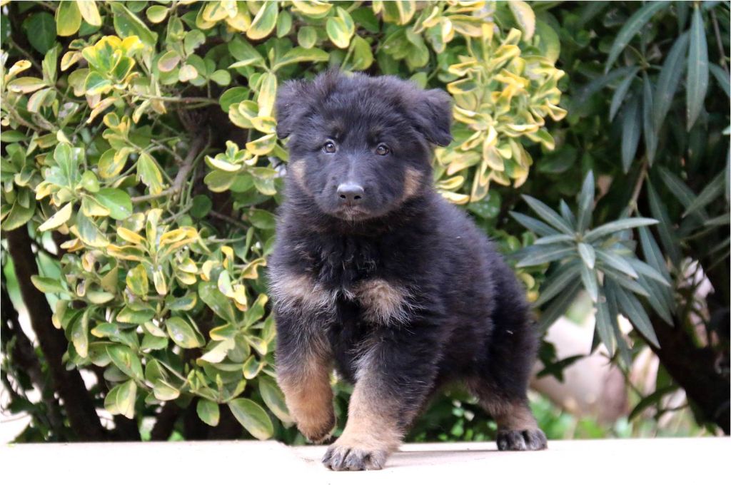 Chiot Berger allemand, Roomba, femelle disponible en