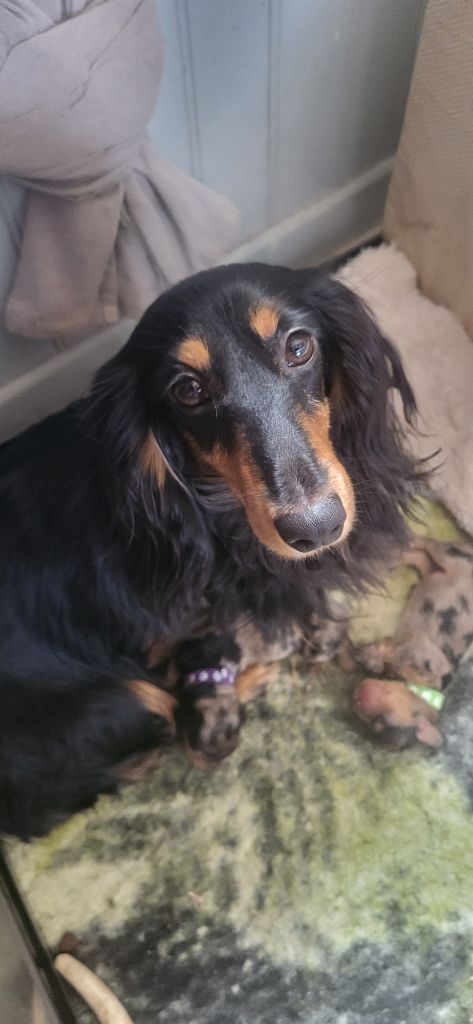 Publication : des amours du Charmaix