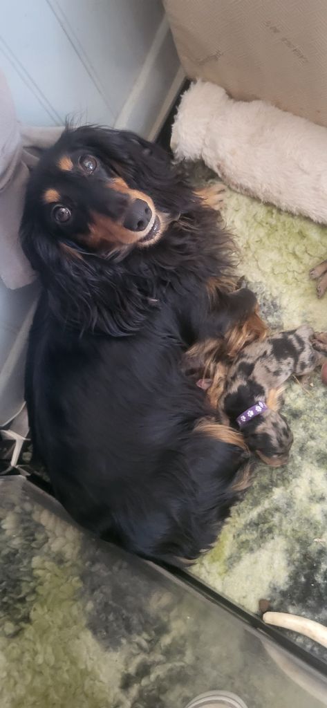 Publication : des amours du Charmaix