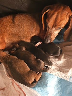 des amours du Charmaix