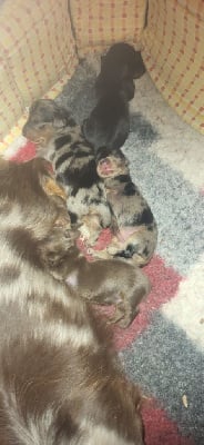 des amours du Charmaix