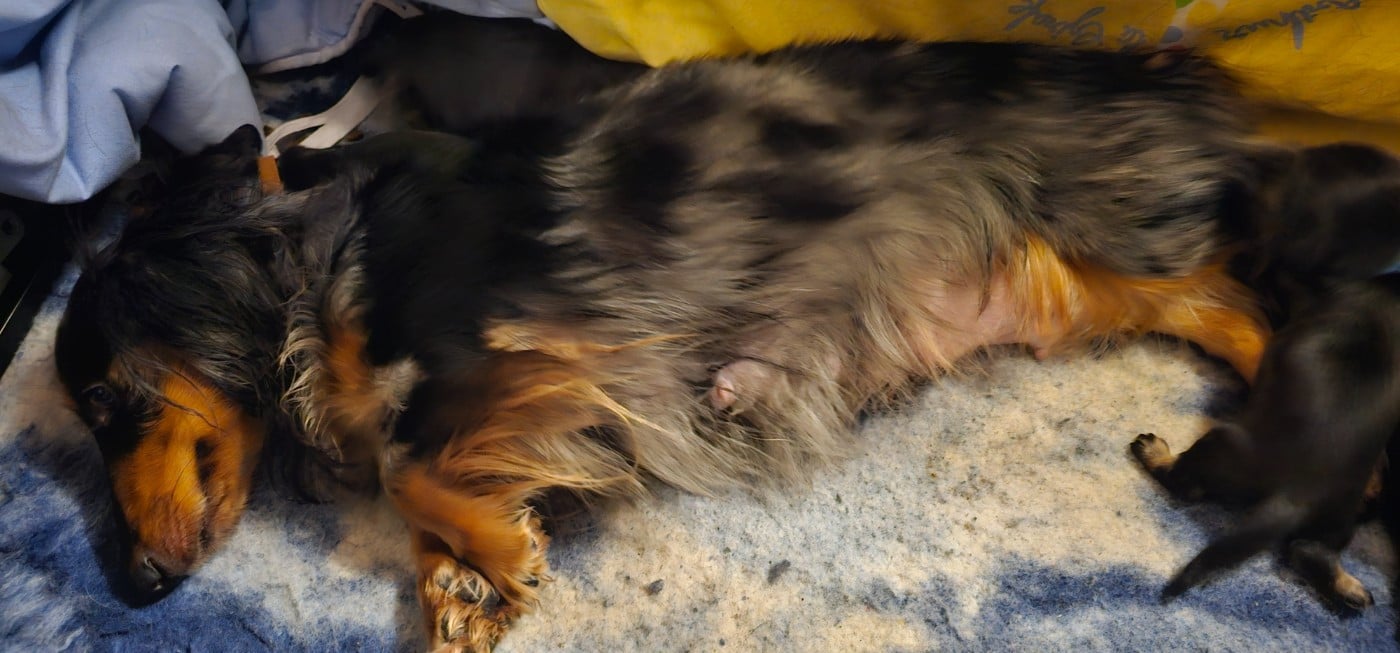 chiot nain - Teckel poil long