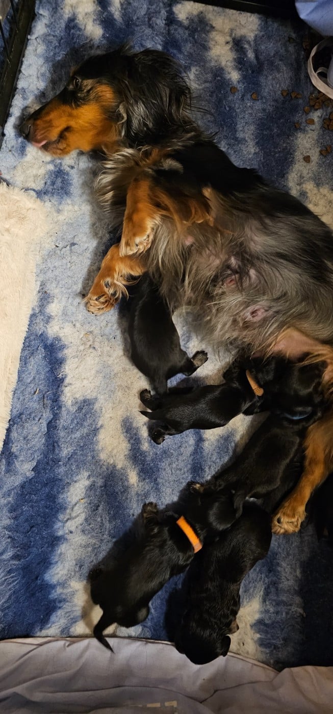 CHIOT nain - Teckel poil long