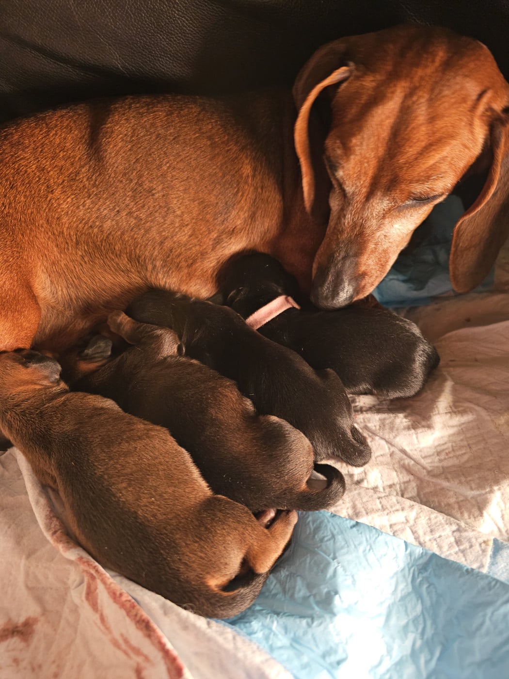 Chiot Teckel poil ras