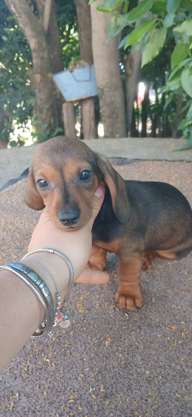 Chiot nain fauve