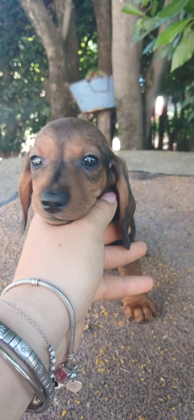 Chiot nain fauve