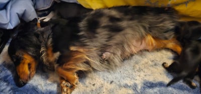 Les chiots de Teckel poil long