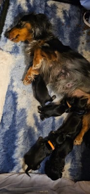 CHIOT nain - Teckel poil long