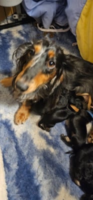 CHIOT nain - Teckel poil long